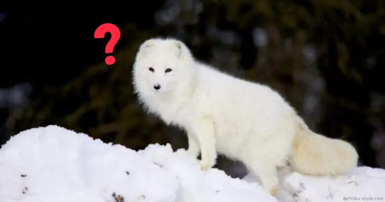 旭川市旭山動物園にしかいない動物とは?