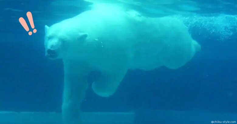【ホッキョクグマ】の水中ジャンプにびっくり!