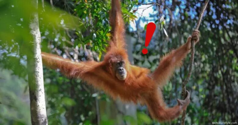 【オラウータン】が空を飛ぶように移動!?