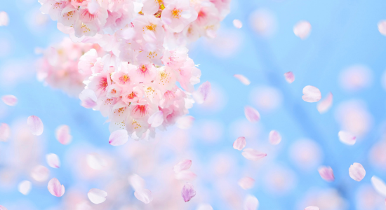 かずむお兄さんの卒業はいつ?